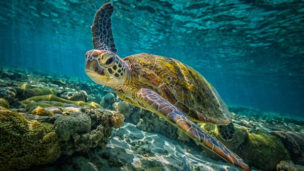 Free green turtle in blue sea 4k hd animals wallpaper download