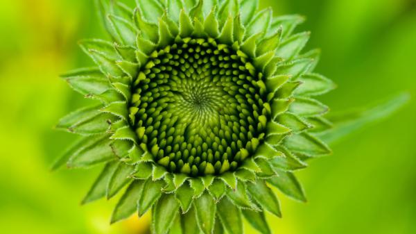 Free greeny sunflower bud with green background hd flowers wallpaper download