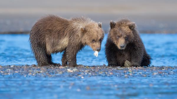 Free grizzly bears hd animals wallpaper download