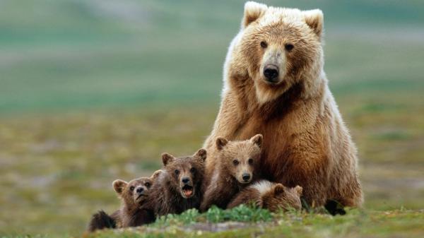 Free grizzly big bear and baby bears on green grass in blur background 4k hd animals wallpaper download