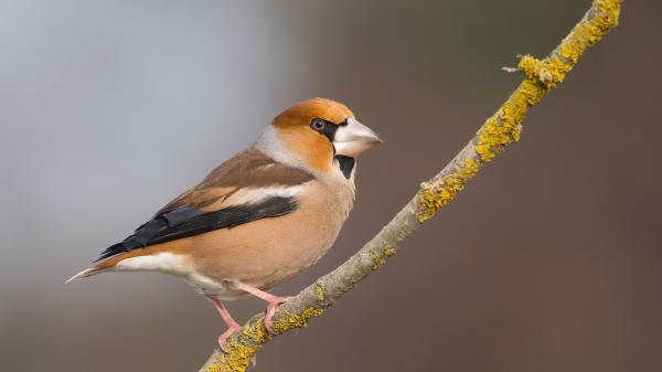 Free grosbeak is on small branch hd birds wallpaper download