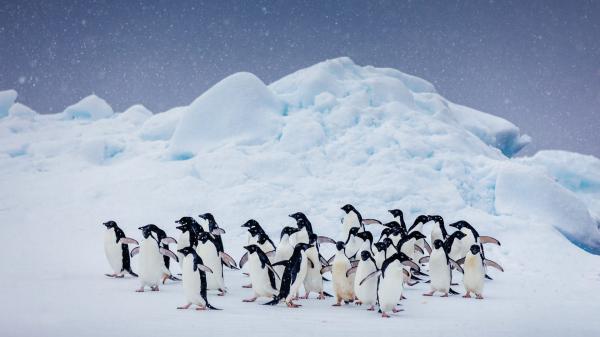 Free group of penguins on snow covered landscape hd birds wallpaper download