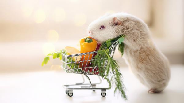 Free guinea pig is standing with vegetable cart in blur white background hd animals wallpaper download