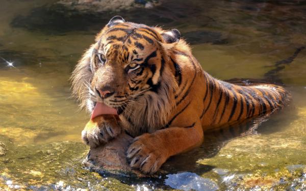 Free happy sumatran tiger wallpaper download