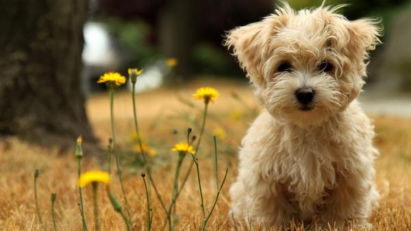 Free havanese silk dog wallpaper download