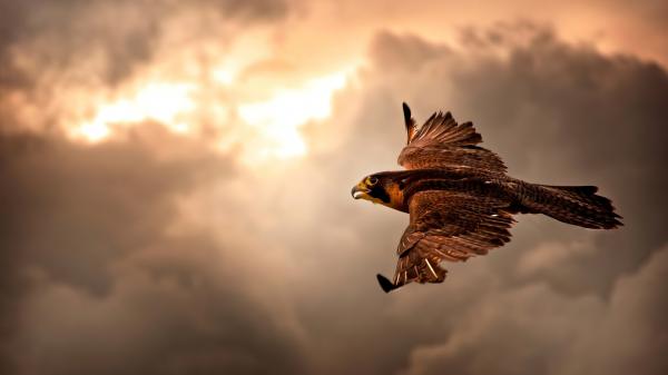 Free hawk flying in sky 4k hd wallpaper download