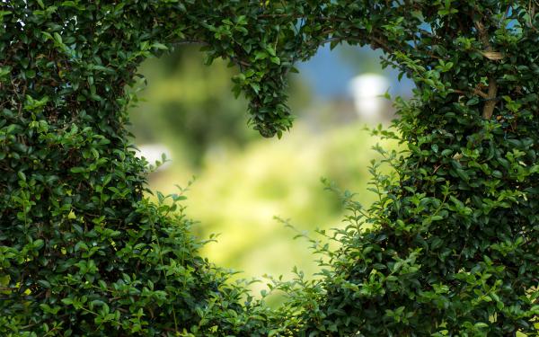 Free heart green leaves wallpaper download