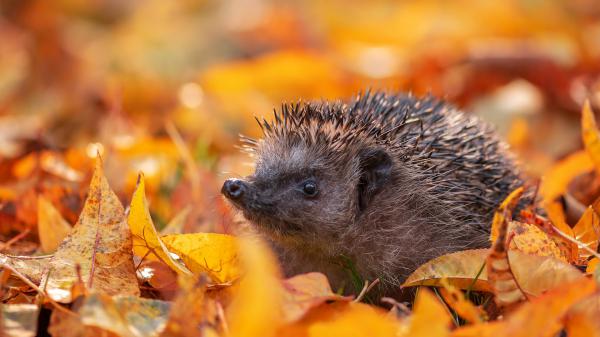 Free hedgehog around leaves hd animals wallpaper download