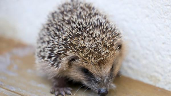 Free hedgehog hd animals wallpaper download