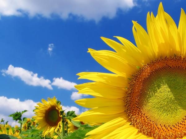 Free high quality sunflower wallpaper download