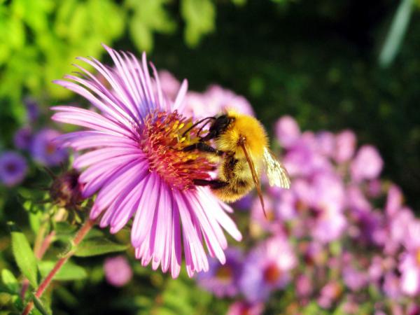 Free honey bee wallpaper download