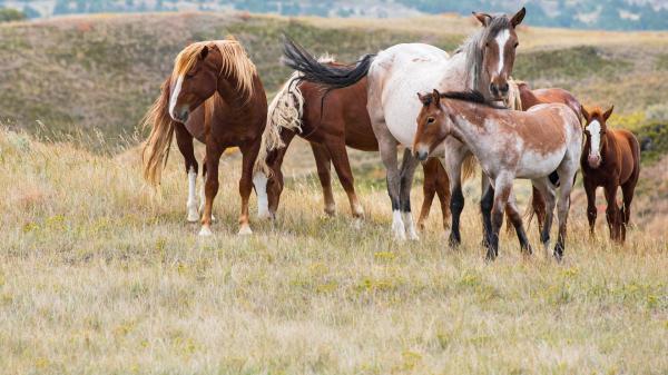 Free horses are standing on the grass field with background of hills hd animals wallpaper download