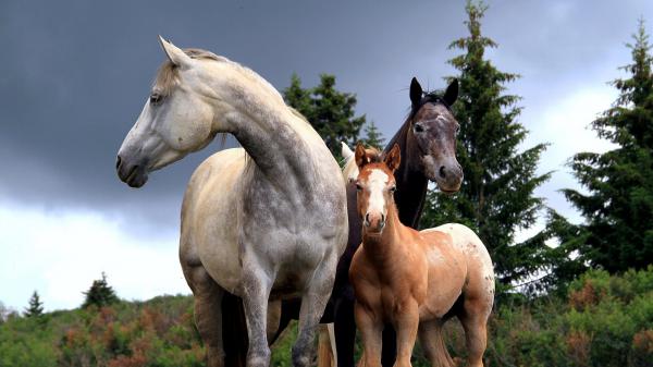 Free horses with background of trees and dark clouds hd animals wallpaper download