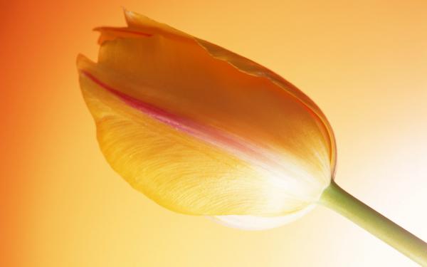 Free hot tulip wallpaper download