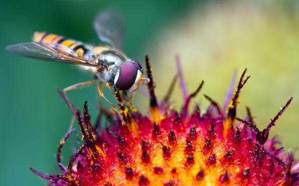 Free hoverfly pollination 2 wallpaper download