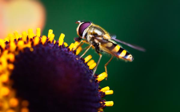 Free hoverfly pollination wallpaper download