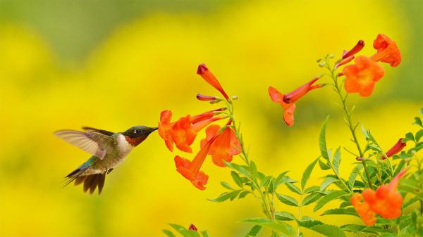 Free hummingbird is hovering and drinking from the flower hd animals wallpaper download