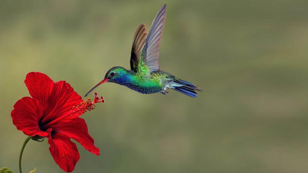 Free hummingbird on reds exotic flower hd birds wallpaper download