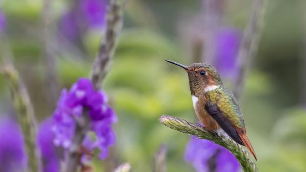 Free hummingbird on top of green branch during daytime hd animals wallpaper download