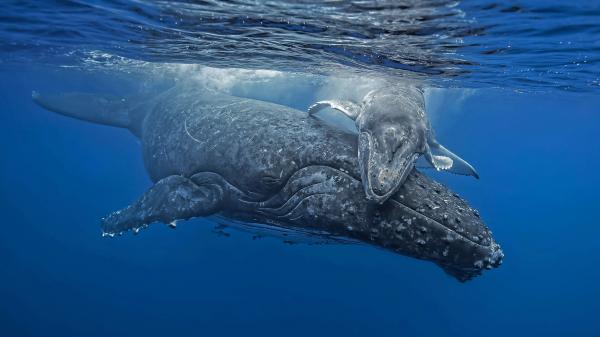 Free humpback whale 4k 5k hd wallpaper download