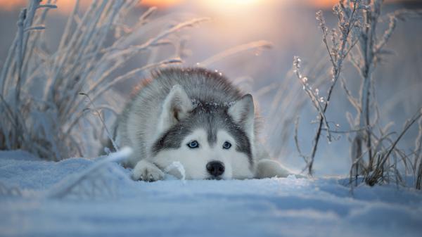 Free husky dog is lying down on snow in sunrays background hd dog wallpaper download