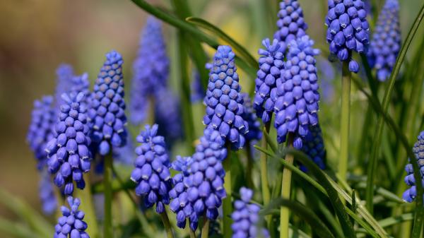 Free hyacinth 4k 5k hd wallpaper download