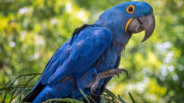 Free hyacinth macaw perched on top of green branch hd animals wallpaper download