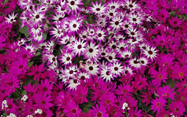 Free hybrid daisies wallpaper download