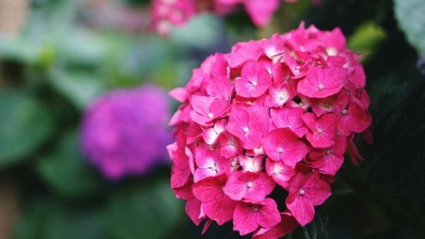 Free hydrangea pink flower in blur background hd flowers wallpaper download