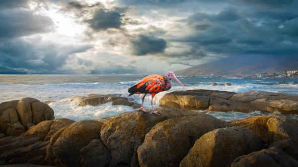 Free ibis bird is standing on rock near sea under cloudy sky 4k 8k hd animals wallpaper download