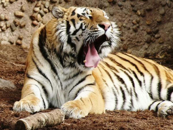 Free indian bengal tiger wallpaper download