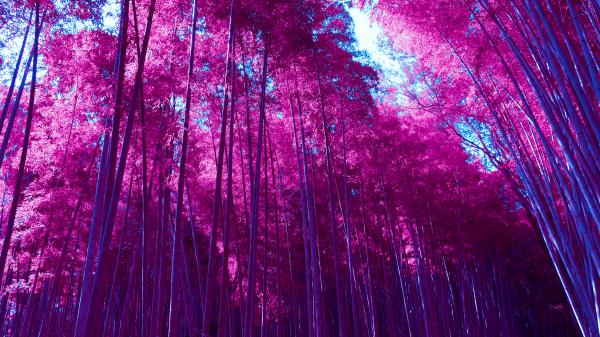 Free infrared arashiyama bamboo grove forest wallpaper download