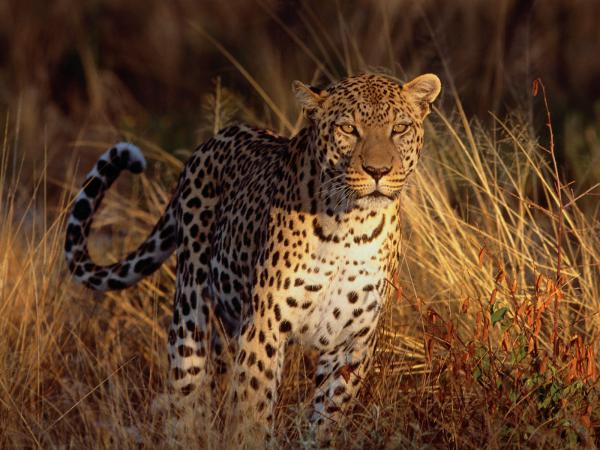 Free intense focus leopard wallpaper download