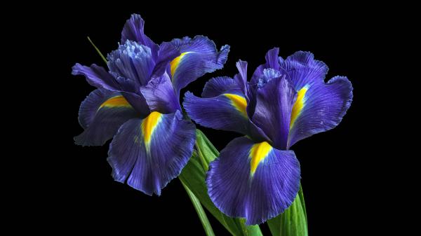 Free irises purple flowers 5k wallpaper download