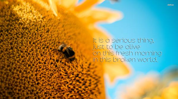 Free it is a serious thing just to be alive on this fresh morning in this broken world hd inspirational wallpaper download