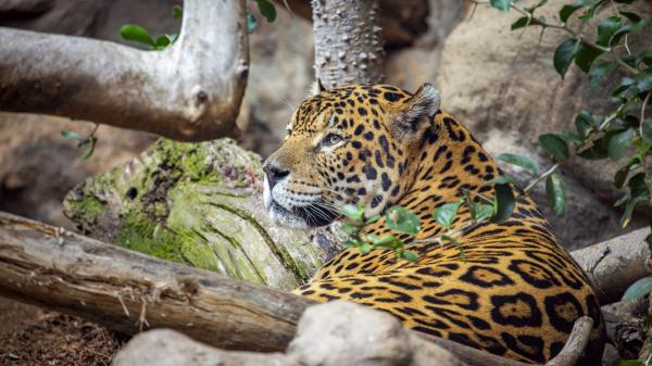 Free jaguar hd animals wallpaper download