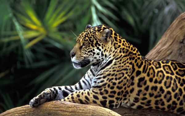 Free jaguar in amazon rainforest wallpaper download