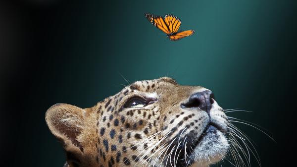 Free jaguar is seeing butterfly flying hd animals wallpaper download