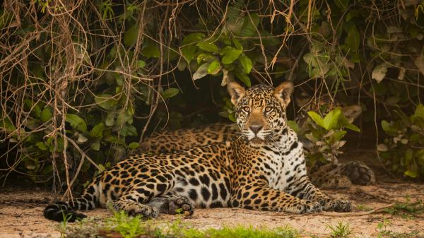 Free jaguar is sitting under green leaves on sand staring hd animals wallpaper download