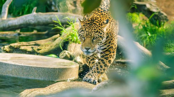 Free jaguar is walking on tree trunk in body of water hd animals wallpaper download