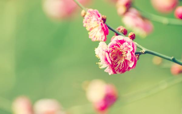 Free japanese apricot wallpaper download