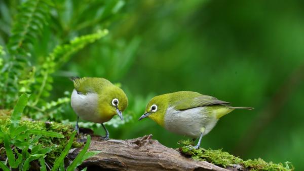 Free japanese white eye bird hd birds wallpaper download