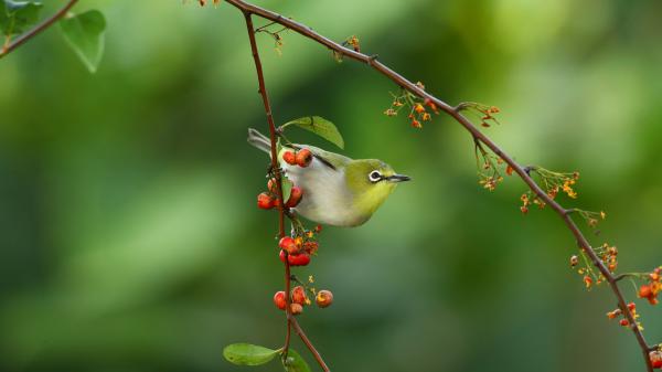 Free japanese white eye passerine is sitting on tree branch with blur background hd birds wallpaper download