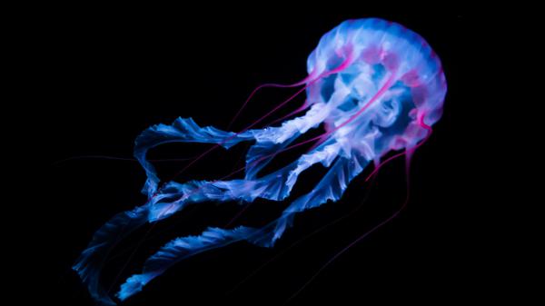 Free jellyfish 4k wallpaper download