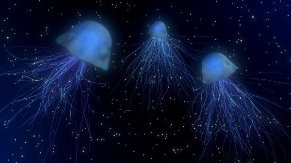 Free jellyfish abstract space underwater world 4k hd animals wallpaper download