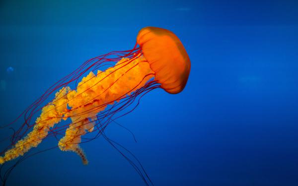 Free jellyfish hd wallpaper download