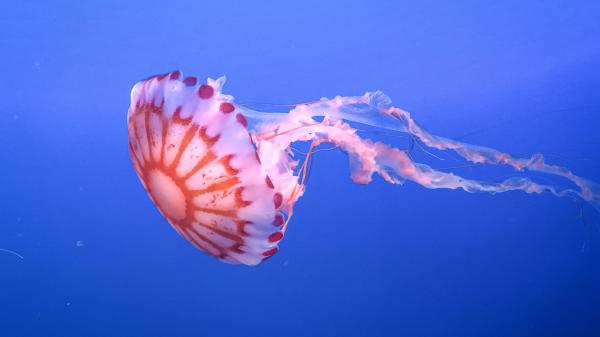 Free jellyfish tentacle beautiful underwater world 4k hd wallpaper download