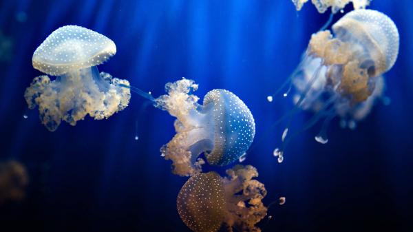 Free jellyfishes under blue sea water hd animals wallpaper download