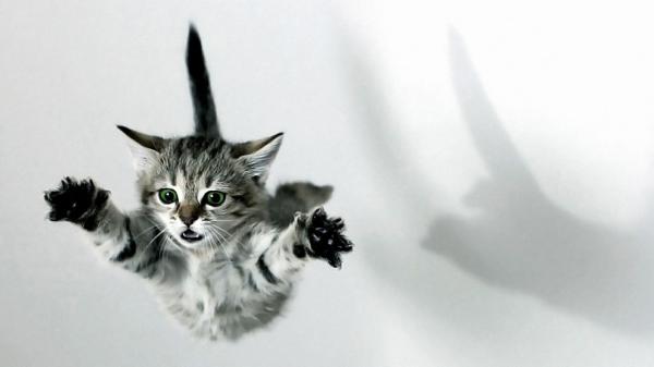 Free jumping kitten with white background hd kitten wallpaper download