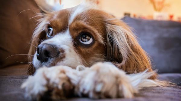 Free king charles spaniel 4k hd wallpaper download